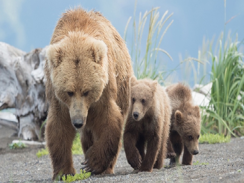 试管移植测试方法(多次试管没有移植胚胎)